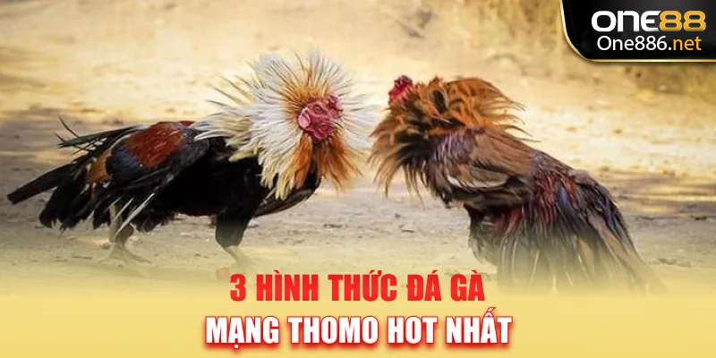 3 hình thức đá gà mạng Thomo hot nhất