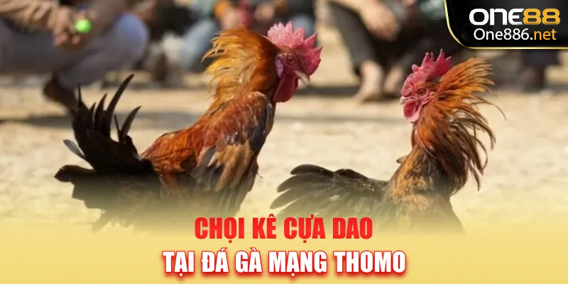 Chọi kê cựa dao tại đá gà mạng Thomo
