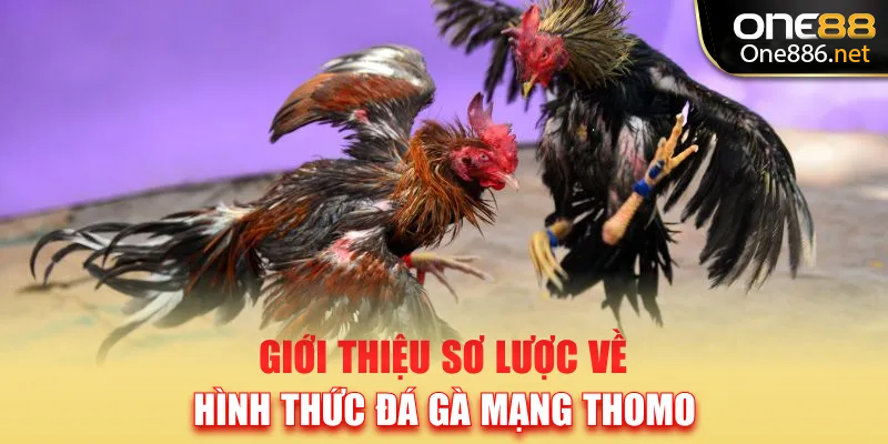 Giới thiệu sơ lược về hình thức đá gà mạng Thomo