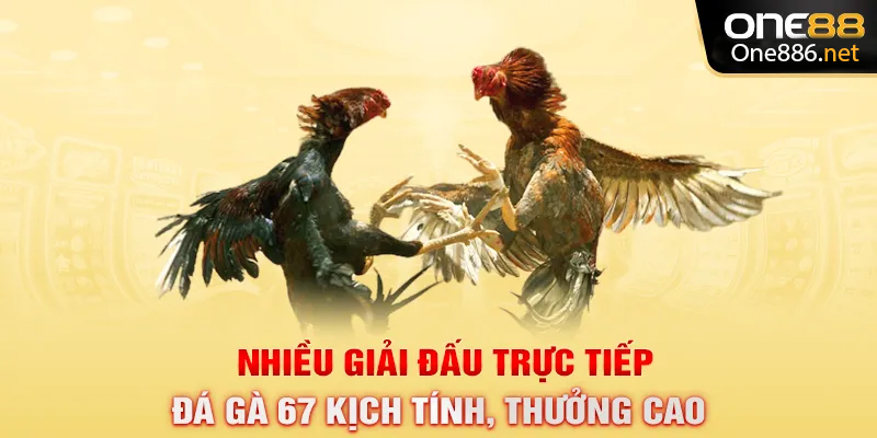Nhiều giải đấu trực tiếp đá gà 67 kịch tính, thưởng cao