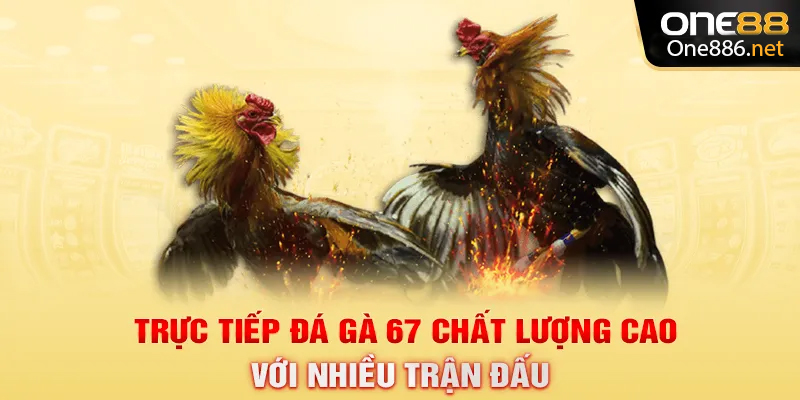 Trực tiếp đá gà 67 chất lượng cao với nhiều trận đấu